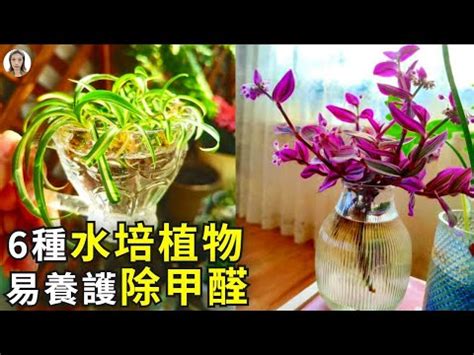 房間種植物|新手怎麼種都美！8種好養好看的室內植物推薦與佈置 